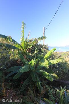 Appartamenti accanto al mare Kolocep, Elafiti - 2182