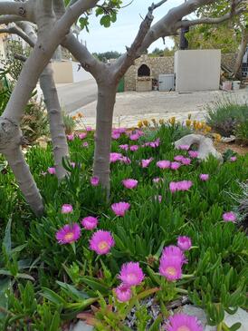 Apartmány u moře Vir - Lozice, Vir - 22083