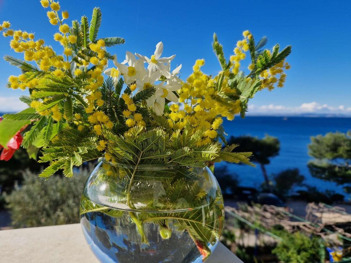 Apartamenty nad morzem Murter - 22397