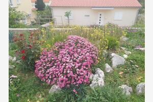 One bedroom apartment Barbat, Rab (A-22863-b(