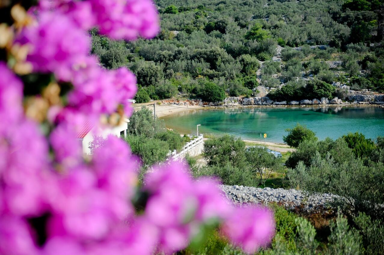 Апартаменты у моря Бухта Мала Ламяна - Mala Lamjana, Угльян - Ugljan - 22928