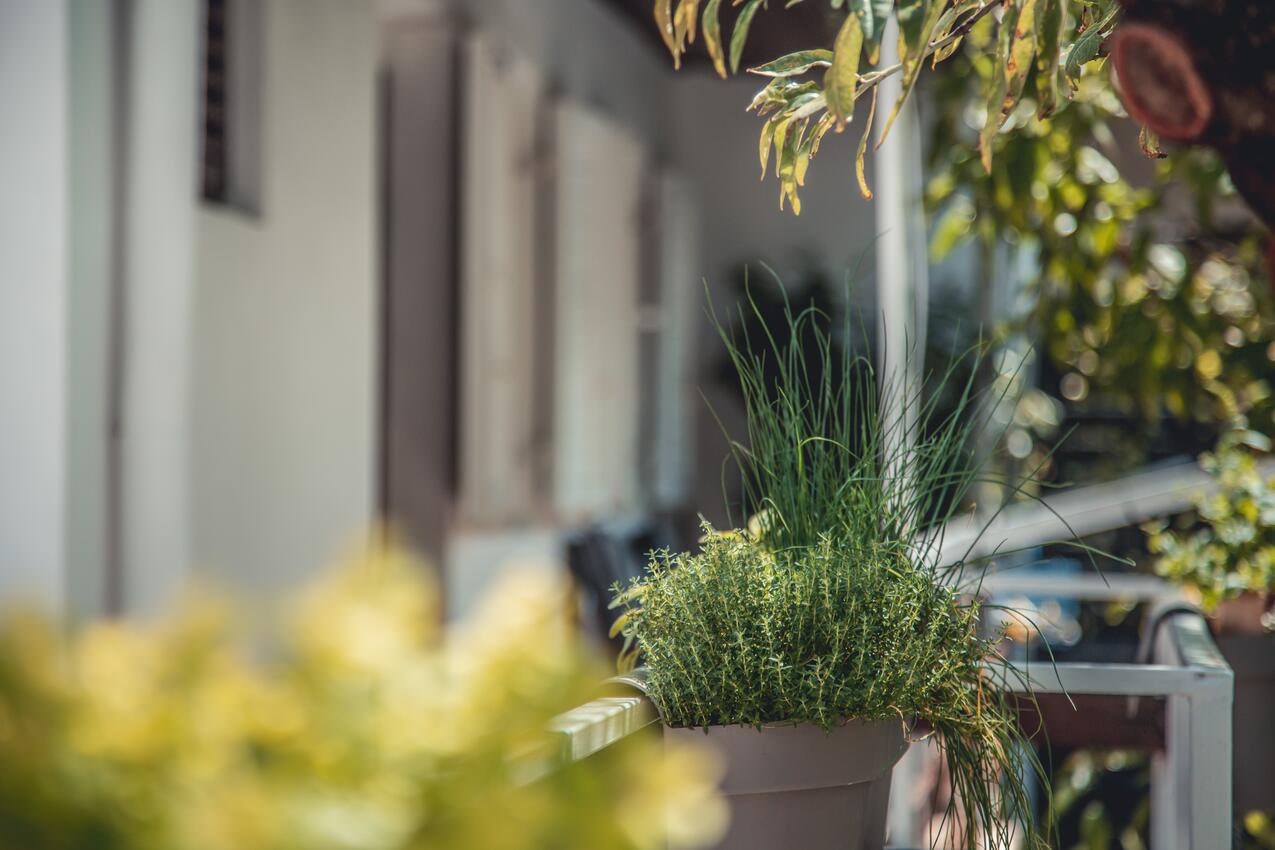 Giardino - Appartamenti con parcheggio Zaravecchia - Biograd na Moru, Biograd