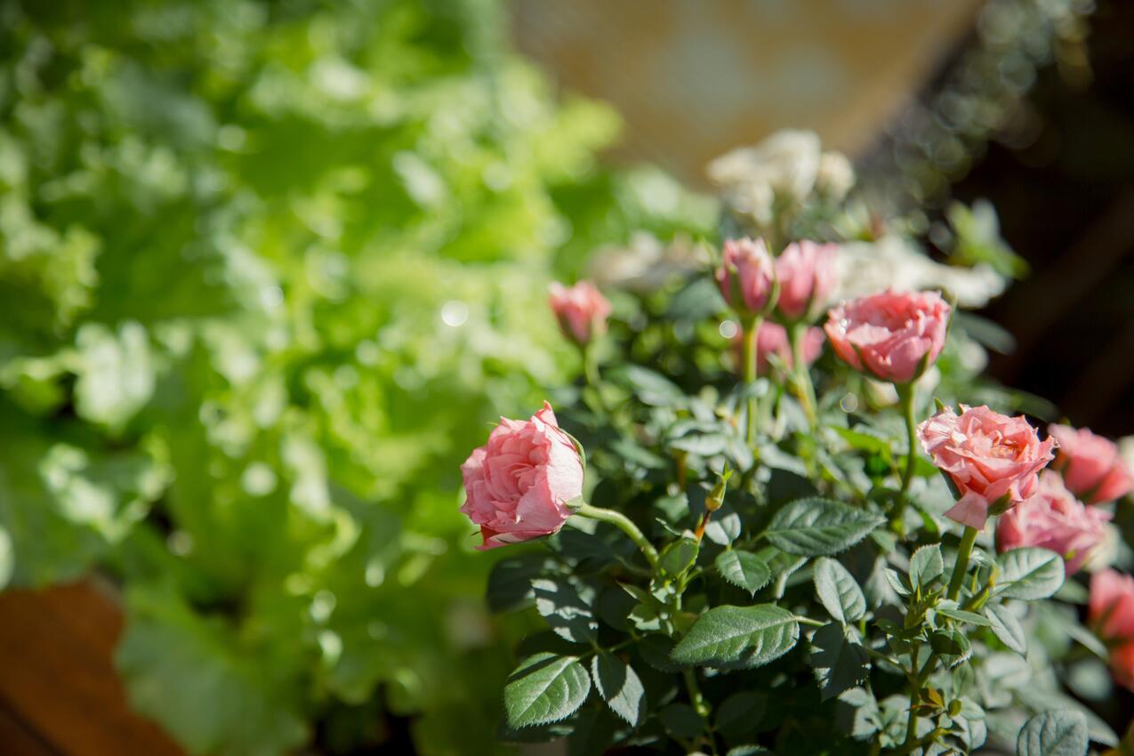 Giardino - Appartamenti con parcheggio Zaravecchia - Biograd na Moru, Biograd