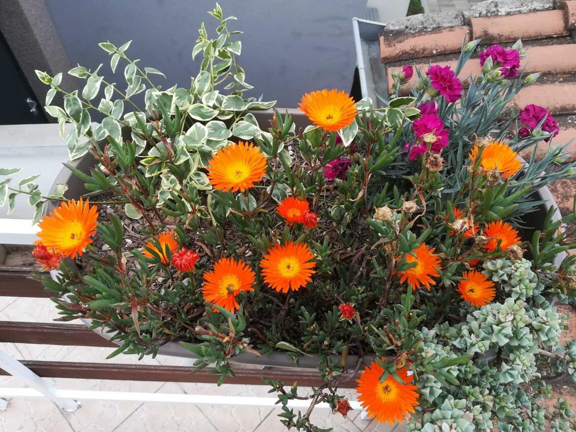 Giardino - Appartamenti con parcheggio Zaravecchia - Biograd na Moru, Biograd