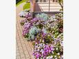Baška, Krk, Giardino 24415 - Appartamenti affitto con la spiaggia ghiaiosa.