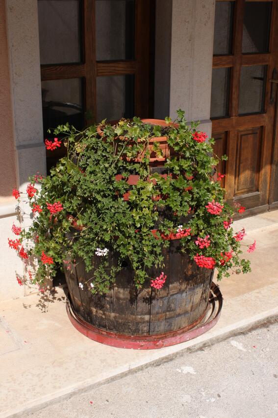 Apartments with terrace Novigrad, Istria