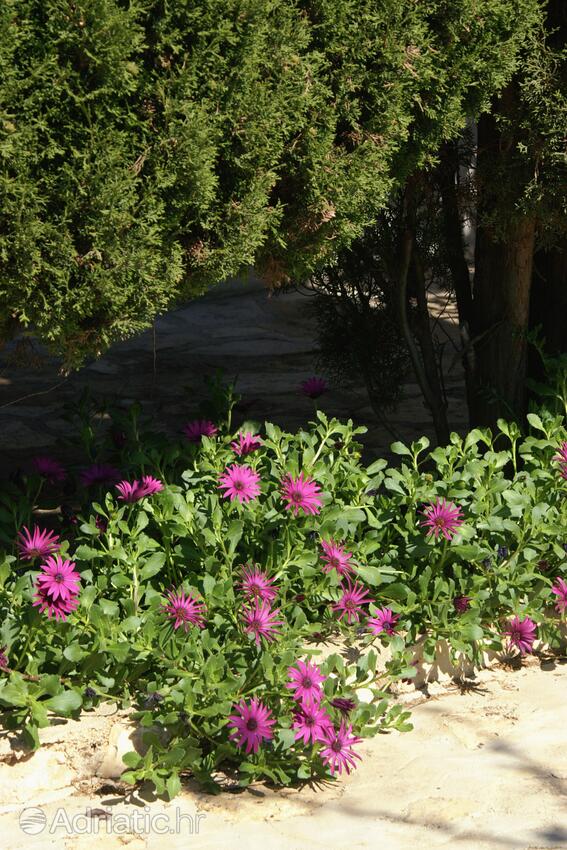 Giardino - Appartamenti con parcheggio Mandre, Pago - Pag