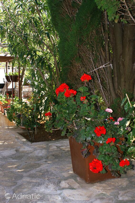 Giardino - Appartamenti con parcheggio Mandre, Pago - Pag