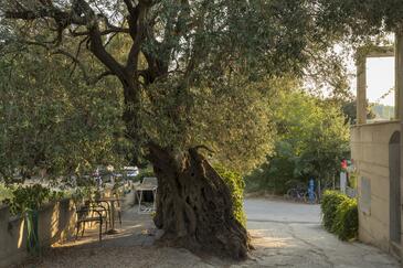 Apartments with parking space Žuljana, Pelješac - 4573