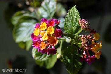 Apartamentos y habitaciones junto al mar Jelsa, Hvar - 4602