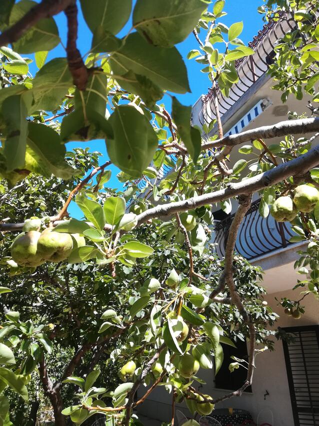 Giardino - Appartamenti accanto al mare Lokva Rogoznica, Almissa - Omiš