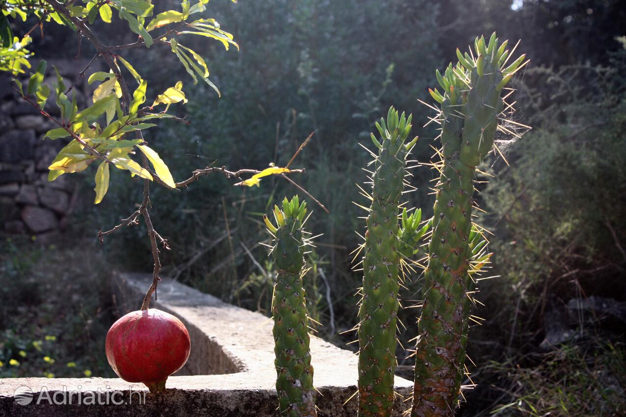 Giardino - Appartamenti accanto al mare Necujam, Solta