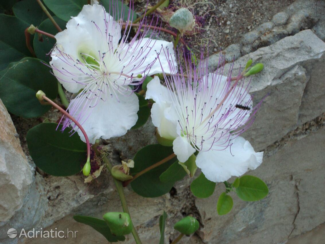 Giardino - Casa vacanze con parcheggio Maslinica, Solta