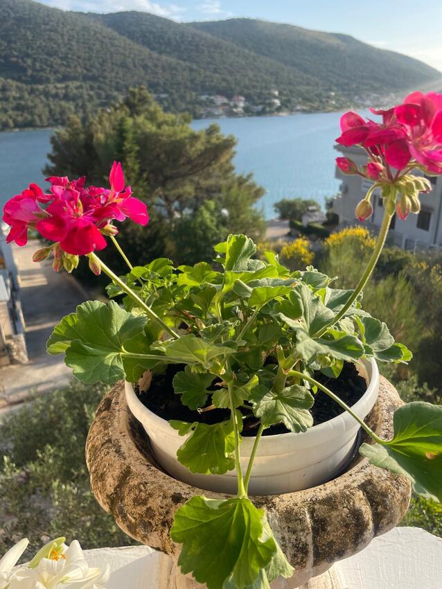 Dvorište - Apartmani uz more Grebaštica, Šibenik
