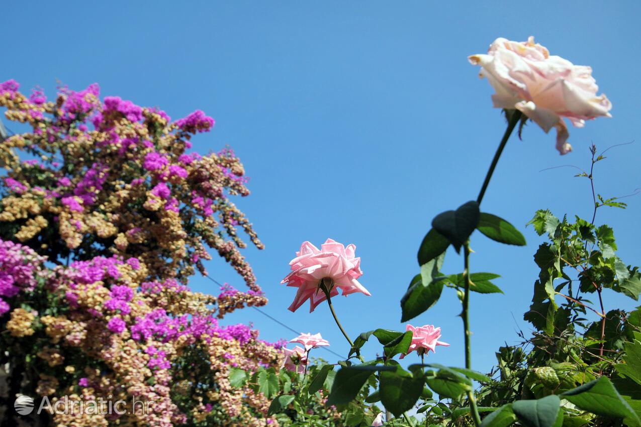 Giardino - Appartamenti con parcheggio Postire - Postira, Brazza - Brač
