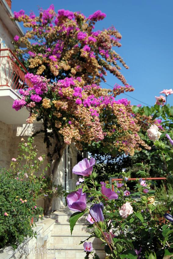 Giardino - Appartamenti con parcheggio Postire - Postira, Brazza - Brač
