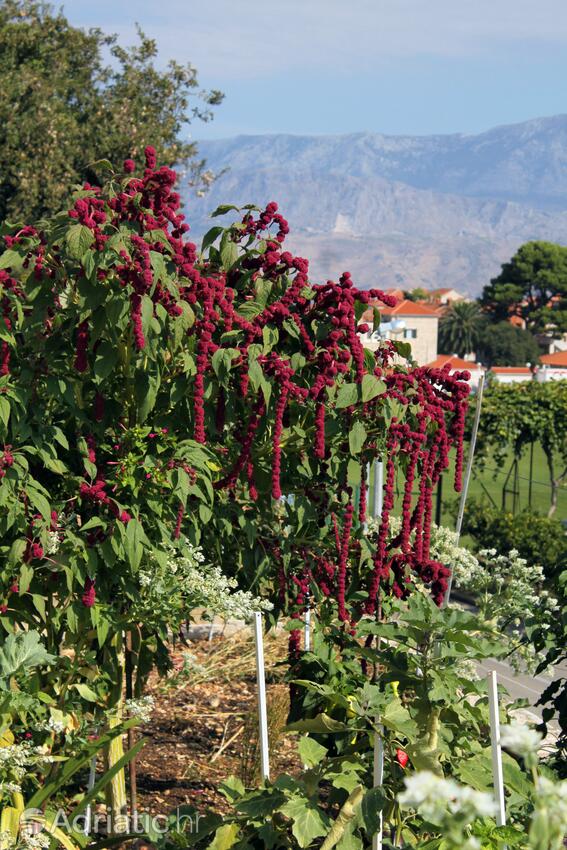 Giardino - Appartamenti con parcheggio Postire - Postira, Brazza - Brač