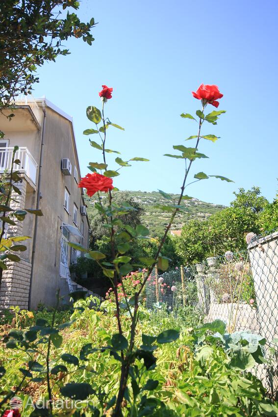 Courtyard - Apartments by the sea Viganj, Pelješac