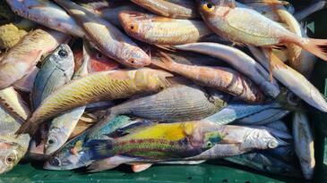 Apartmány u moře Metajna, Pag - 6395