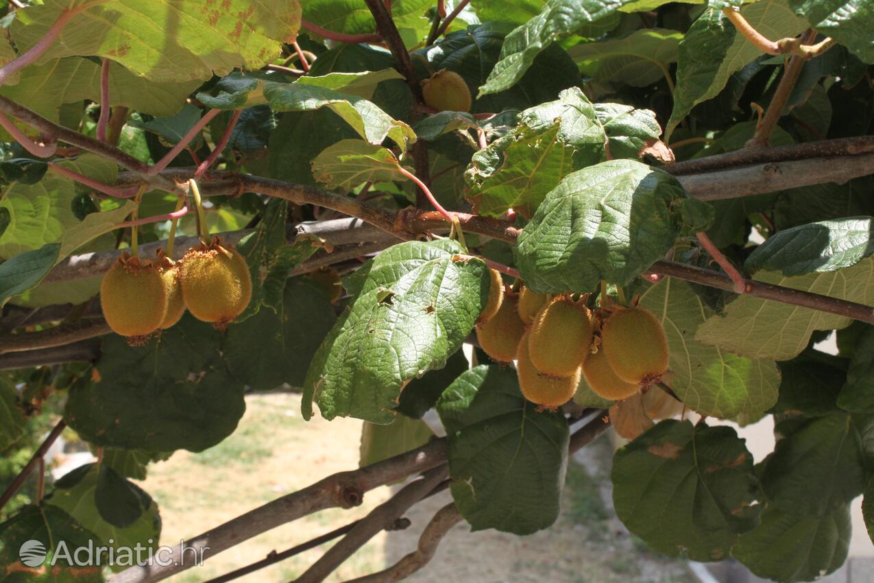 Giardino - Appartamenti accanto al mare Podgora, Macarsca - Makarska