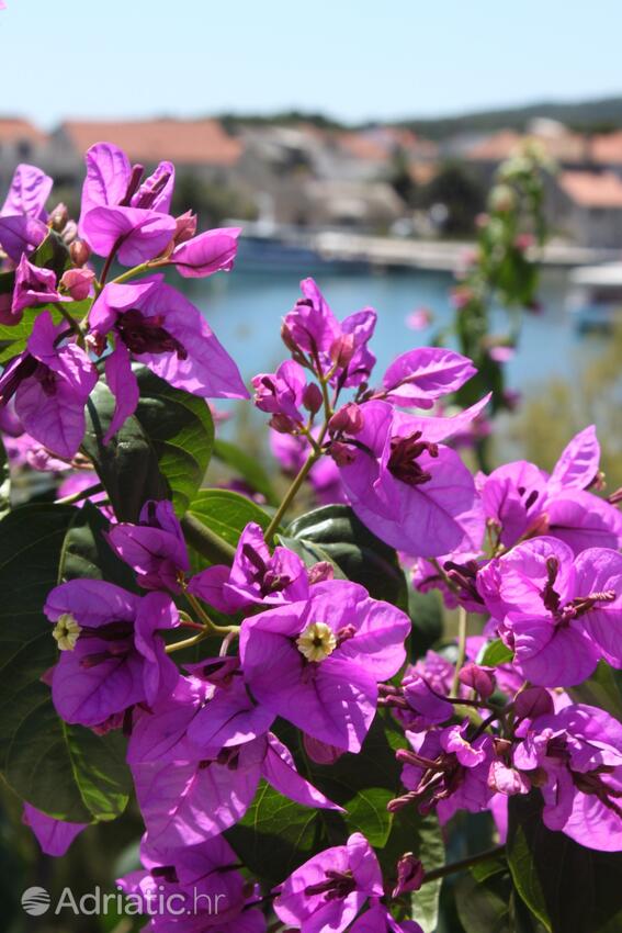 Giardino - Camere accanto al mare San Giorgio - Sućuraj, Lesina - Hvar