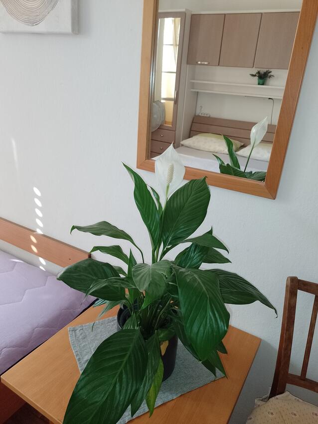 S-6734-d - Alloggi privati - Camere accanto al mare San Giorgio - Sućuraj, Lesina - Hvar