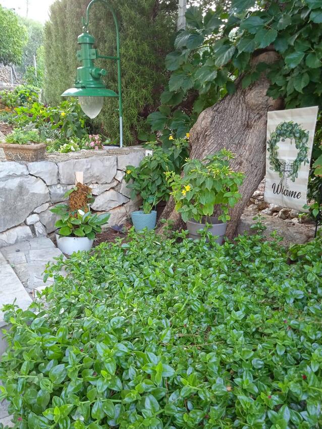 Courtyard - Apartments by the sea Živogošće - Porat, Makarska