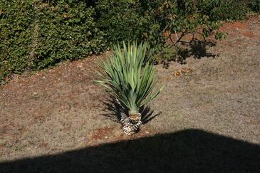 Apartments with terrace Vrsar, Istria