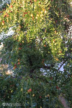 Apartmaji s parkingom Fažana - 7207