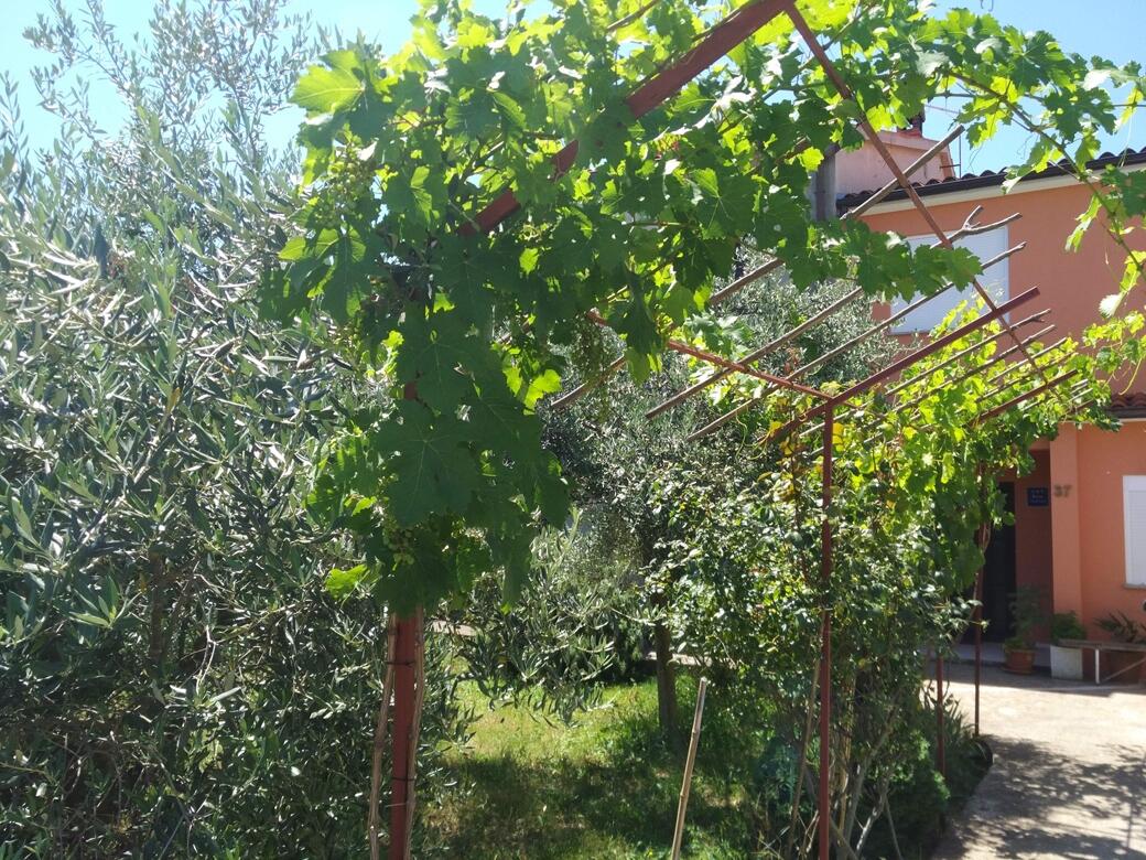 Giardino - Appartamenti con parcheggio Valbandon, Fasana - Fažana