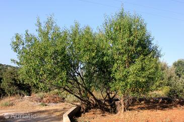 Apartments with parking space Zaglav, Dugi otok - 878