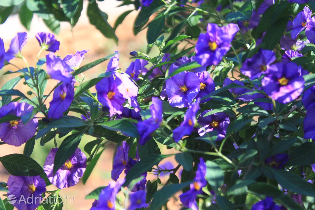 Giardino - Appartamenti con parcheggio Rukavac, Lissa - Vis