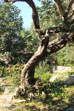 Ferienhaus am Meer Bucht Rogacic (Vis) - 8887