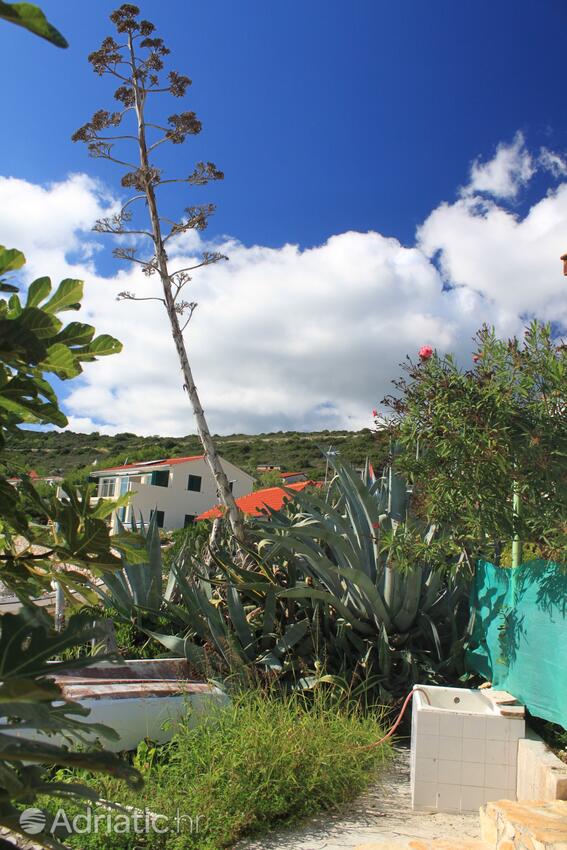 Giardino - Casa vacanze accanto al mare Milna, Lissa - Vis