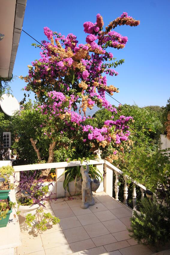 Courtyard - Apartments by the sea Korčula