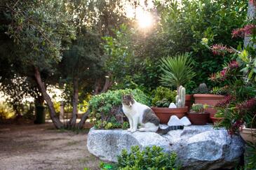 Apartmani uz more Duće, Omiš - 943