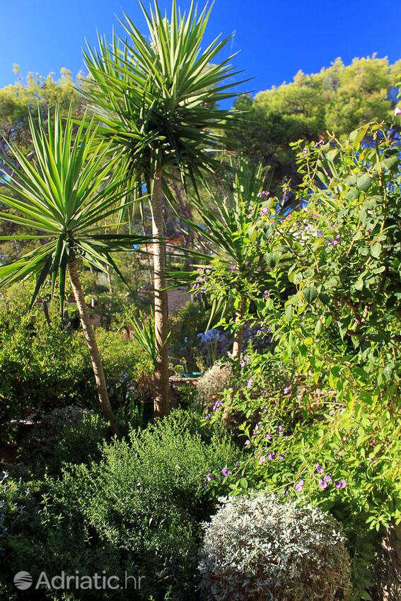 Courtyard - Apartments by the sea Lumbarda, Korčula