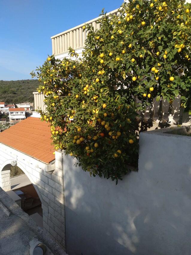 Giardino - Appartamenti con parcheggio Zavalatica, Curzola - Korčula