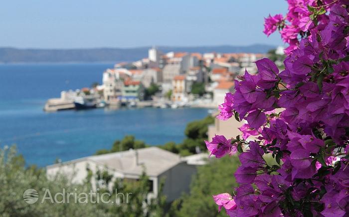 Murvafürt virág Igrane helységben, háttérben a Makarska riviéra