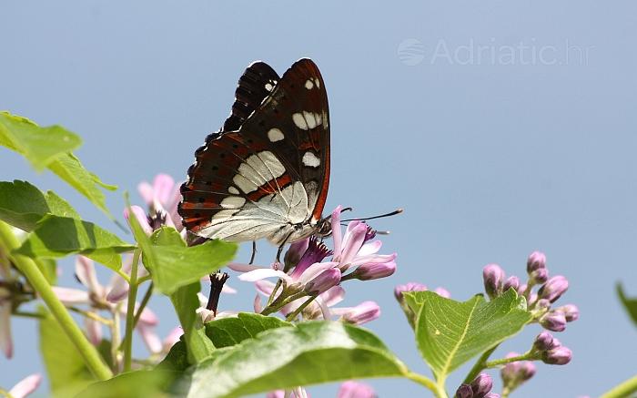 Gros plan sur une Belle-Dame butinant une fleur